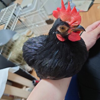 【里親様決定】とても懐いている黒チャボの里親募集