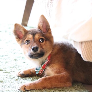 撫でると永遠に尻尾をフリフリ＊女の子