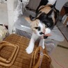 臆病な女の子♡ サムネイル6