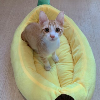 イケにゃん♡ドッジくん