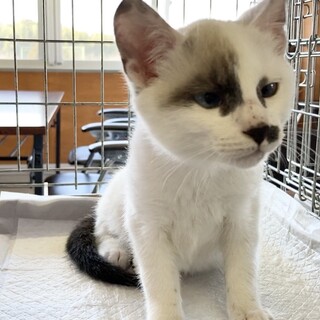 耳が聞こえません。甘えん坊でまったりな可愛い子