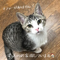 ほくろ模様がカワイイ⭐︎甘えん坊サバ白の男の子♪