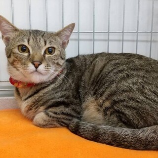 F31ファナちゃん