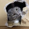たにみゆ
