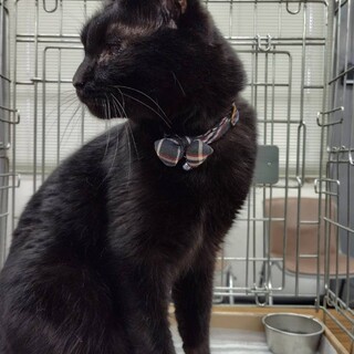 S26　ふーたい君（大きめの優しい黒猫）