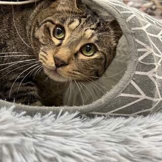 おっとり穏やか、大型のキジ猫くん