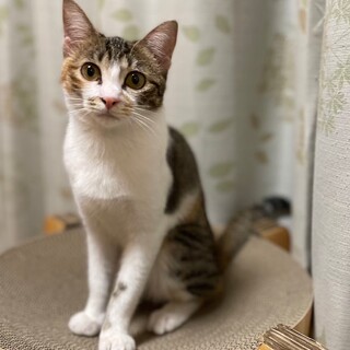 茶トラ混じりの三毛猫★はなちゃん