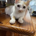 人も猫も大好き！活発な男の子