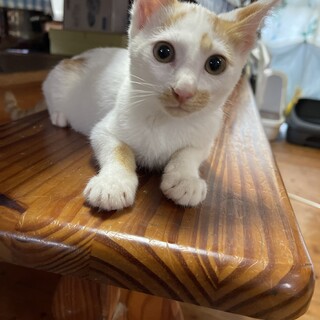 人も猫も大好き！活発な男の子