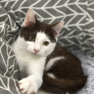 チョコ色の珍しい甘えたちゃんです