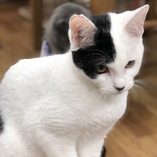 甘えた顔のくぅーちゃん