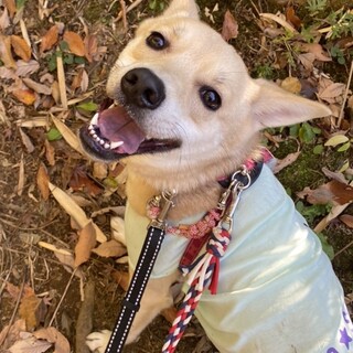 ミックスのむぎちゃん