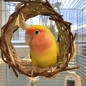 大切に育ててくれる方募集中　コザクラインコ