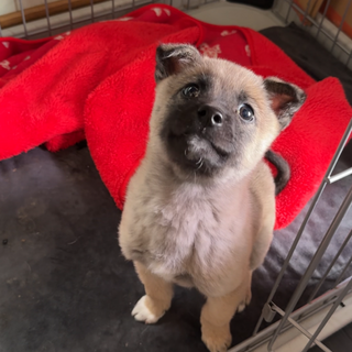 民家で保護された野犬の子犬