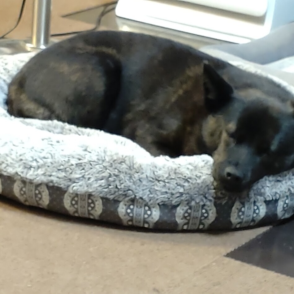 まつりのカバー写真