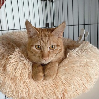 紅あずま姉弟❤️あずまくん