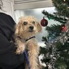 最後のクリスマス