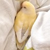 小桜鈴子