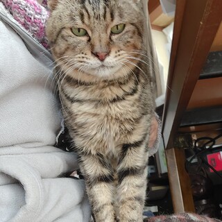 膝を占拠、愛情表現が強めの捨てられた子