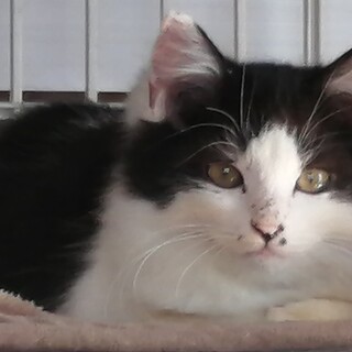 ３か月ハチワレの男の子・遊ぶの大好き！