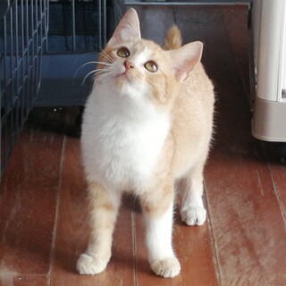 ３か月茶白の男の子・元気でマイペース！