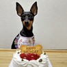 ミニピン　甘えん坊な女の子 サムネイル2