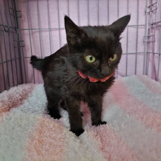 ハッピー黒猫エンジェルズ女の子ケットちゃん