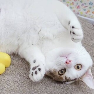 【1/14東日本橋】バンザイ攻撃だぉ♡ぐみおくん