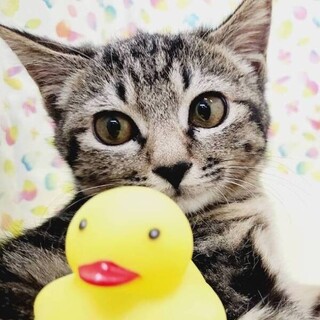 【1/14東日本橋】シャイなプリンセス♡さくら