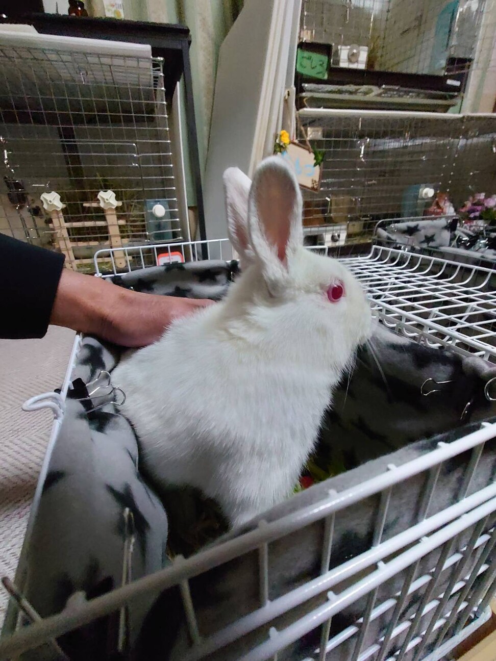 師走っこ2世【ごしろくん】まっしろフワフワ サムネイル5