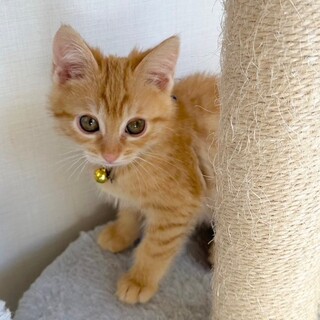 募集停止　大好き茶トラ男子⭐️信長