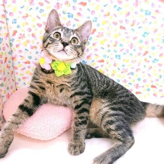 【1/14東日本橋】元気な女の子♥️アトデ・クルヨ