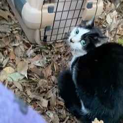 山中猫。昨日無事捕獲し、暖かいおうちへ行きました！
