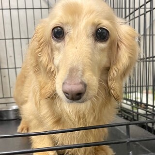 23-W307 最高に性格◎のダックスちゃん！！