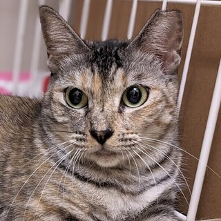 【1/14東日本橋】麦わら美人♡リロちゃん