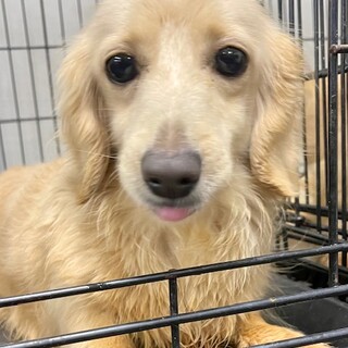 23-W306　美：可愛いお顔で人が大好き♪