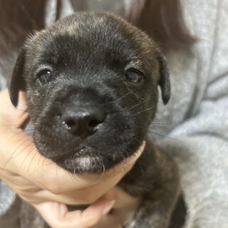 12/10生まれ☆雑種の赤ちゃんです