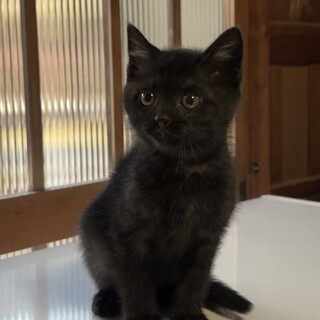 腹壁ヘルニアの子猫