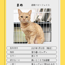 ▼猫の譲渡会▼名古屋市守山区 サムネイル2