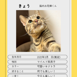 ▼猫の譲渡会▼名古屋市守山区 サムネイル3