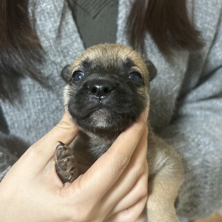 12月10日生まれ！MIX犬の赤ちゃんです