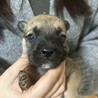 12月10日生まれ！MIX犬の赤ちゃんです サムネイル2