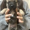 12月10日生まれ！MIX犬の赤ちゃんです サムネイル3