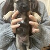 12月10日生まれ！MIX犬の赤ちゃんです サムネイル4