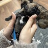 12月10日生まれ！MIX犬の赤ちゃんです サムネイル5