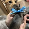 12月10日生まれ！MIX犬の赤ちゃんです サムネイル6