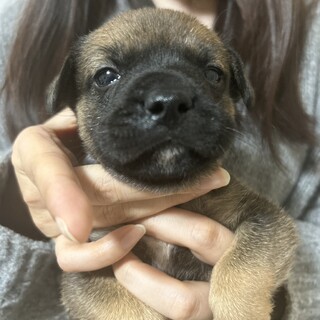 12月11日生まれ！MIX犬の赤ちゃんです