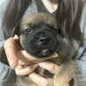 12月11日生まれ！MIX犬の赤ちゃんです サムネイル2