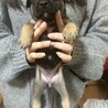 12月11日生まれ！MIX犬の赤ちゃんです サムネイル3