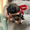 12月11日生まれ！MIX犬の赤ちゃんです サムネイル4